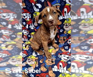 American Pit Bull Terrier Dogs for adoption in Lake City, MI, USA