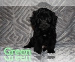 Small Photo #4 Aussiedoodle Miniature -Poodle (Toy) Mix Puppy For Sale in HUNTSVILLE, AR, USA