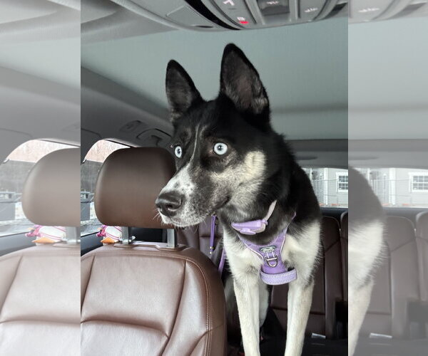 Medium Photo #5 Gerberian Shepsky Puppy For Sale in McKinney, TX, USA