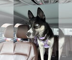 Small Photo #5 Gerberian Shepsky Puppy For Sale in McKinney, TX, USA