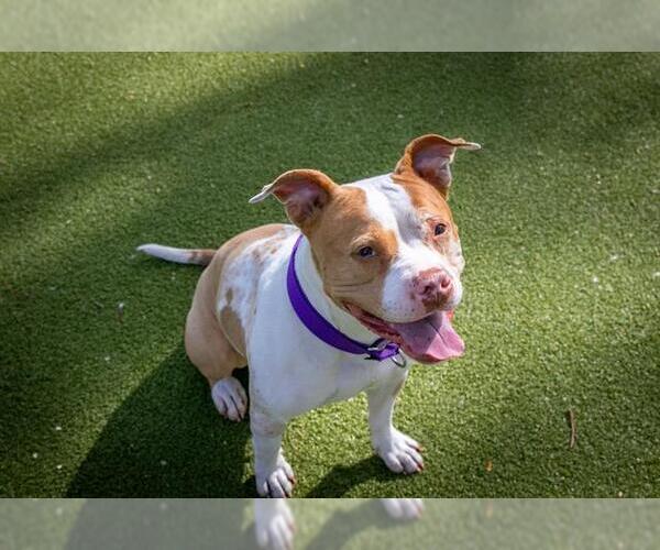 Medium Photo #3 American Pit Bull Terrier Puppy For Sale in Boston, MA, USA