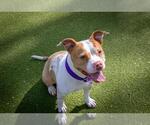 Small #2 American Pit Bull Terrier