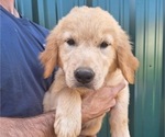 Puppy Female 753 Golden Retriever