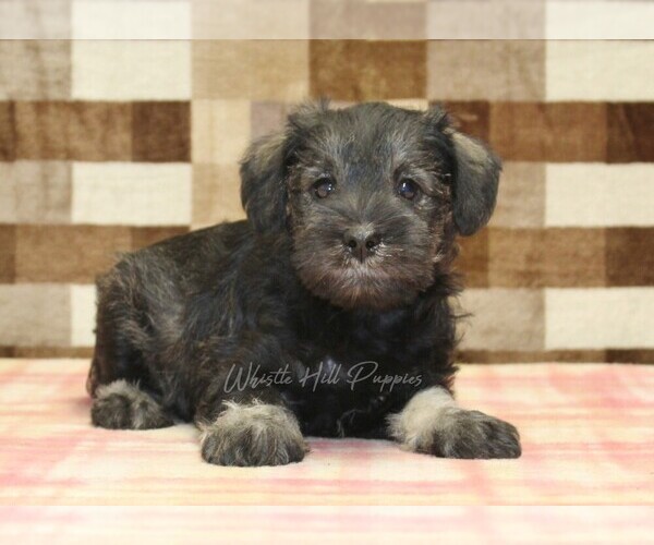 Medium Photo #2 Schnauzer (Miniature) Puppy For Sale in DENVER, PA, USA