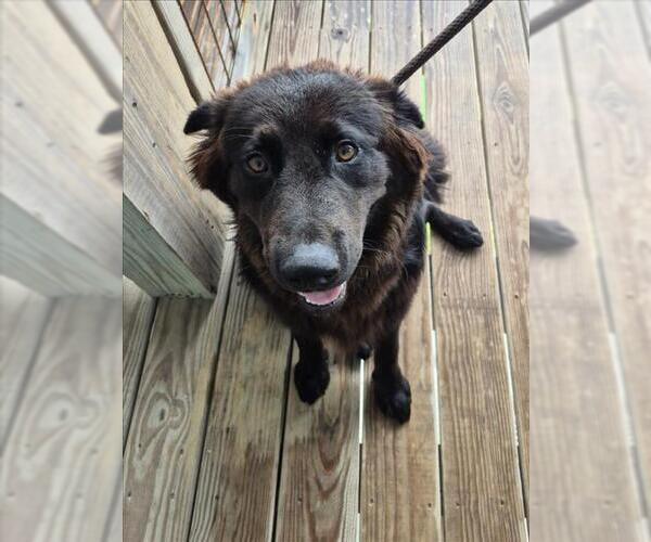 Medium Photo #1 Mutt Puppy For Sale in Texas City, TX, USA