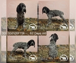 Puppy Girl 302126F11R German Shorthaired Pointer