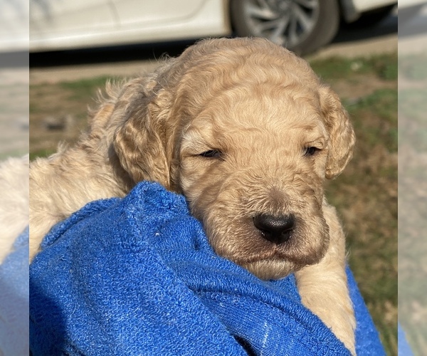 Medium Photo #2 Poodle (Standard) Puppy For Sale in HANFORD, CA, USA