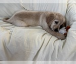 Puppy 4 Golden Retriever