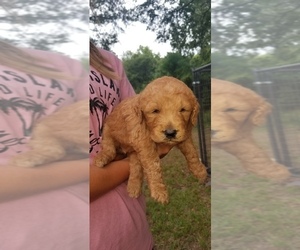 Goldendoodle Puppy for sale in DEXTER, GA, USA