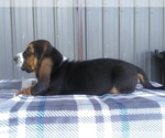 Small Photo #7 Basset Hound Puppy For Sale in PETERSBURG, IN, USA