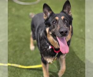 German Shepherd Dog-Unknown Mix Dogs for adoption in Las Vegas, NV, USA