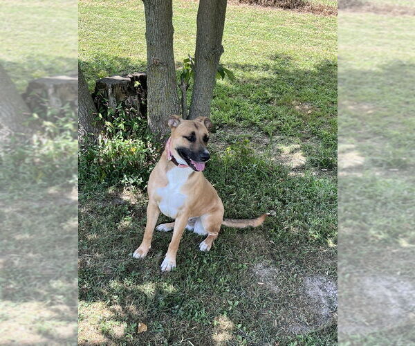 Medium Photo #3 Shepradors Puppy For Sale in Osgood, IN, USA