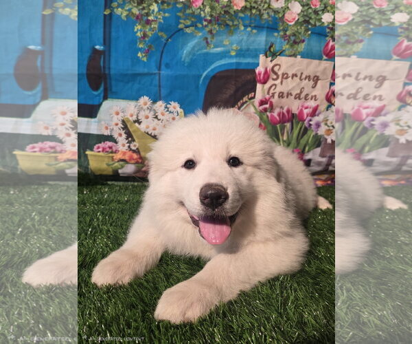 Medium Photo #1 Great Pyrenees Puppy For Sale in Spring, TX, USA