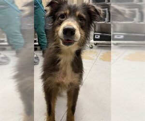 Australian Shepherd Dogs for adoption in Sanford, FL, USA