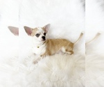 Small #1 Chihuahua