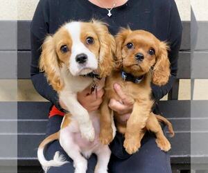 Cavalier King Charles Spaniel Puppy for sale in MANHATTAN, NY, USA
