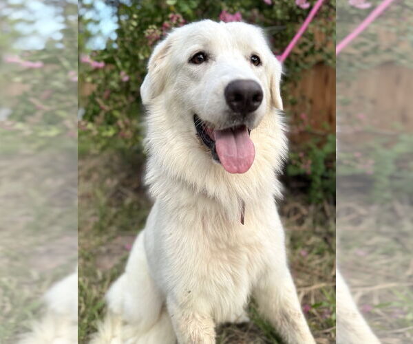 Medium Photo #2 Great Pyrenees Puppy For Sale in Spring, TX, USA