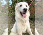Small #1 Great Pyrenees