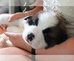 Small #8 Saint Bernard