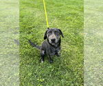 Small #5 Huskies -Labrador Retriever Mix