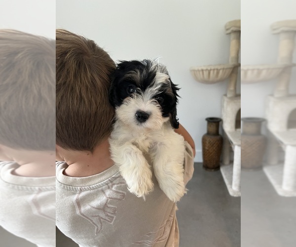Medium Photo #6 Cavapoo Puppy For Sale in BELDING, MI, USA