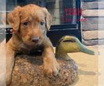 Puppy 1 Labradoodle