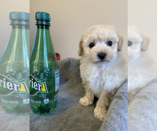 Medium Photo #3 Poodle (Miniature) Puppy For Sale in JERSEY CITY, NJ, USA