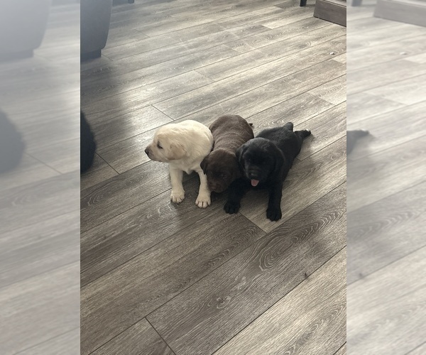 Medium Photo #1 Shepradors Puppy For Sale in MITCHELLVILLE, IA, USA