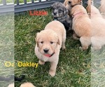 Small Photo #12 Australian Retriever Puppy For Sale in NEWCOMERSTOWN, OH, USA