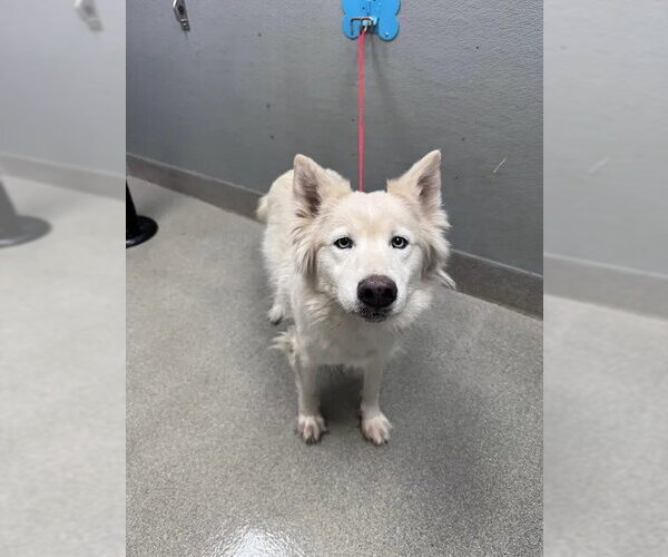 Medium Photo #1 Siberian Husky-Unknown Mix Puppy For Sale in Las Vegas, NV, USA