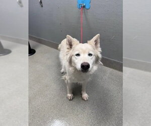 Siberian Husky-Unknown Mix Dogs for adoption in Las Vegas, NV, USA