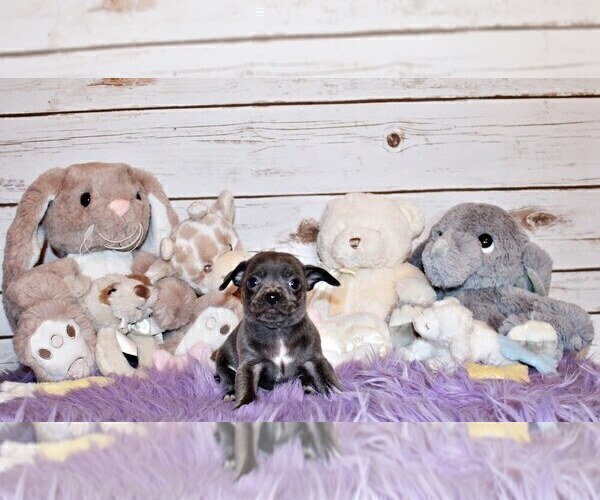 Medium Photo #35 Chihuahua Puppy For Sale in CHARLESTON, AR, USA