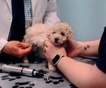 Puppy Mini Female Goldendoodle-Poodle (Miniature) Mix