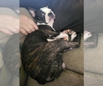 Small Photo #1 Boston Terrier Puppy For Sale in MITCHELL, IN, USA