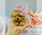 Small Photo #9 Maltipoo (Toy) Puppy For Sale in JACKSONVILLE, FL, USA