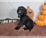 Small #7 Golden Mountain Dog