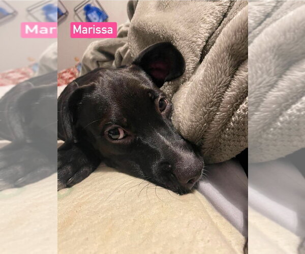 Medium Photo #5 Labrador Retriever-Unknown Mix Puppy For Sale in Foristell, MO, USA