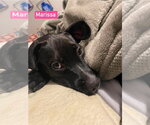 Small #4 Labrador Retriever Mix