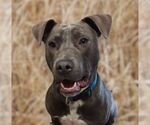 Small #2 American Bulldog