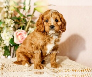 Medium Cavapoo