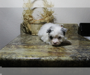 Pomeranian-Poodle (Toy) Mix Puppy for sale in EVART, MI, USA