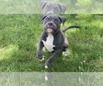 Small Photo #15 American Bully Puppy For Sale in OVERLAND, KS, USA