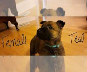 Dutch Shepherd Dog-German Shepherd Dog Mix Puppy for sale in SPRING HILL, TN, USA
