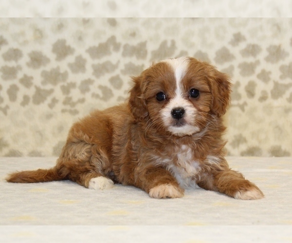 Medium Photo #2 Cavapoo Puppy For Sale in DENVER, PA, USA