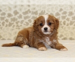 Small #1 Cavapoo