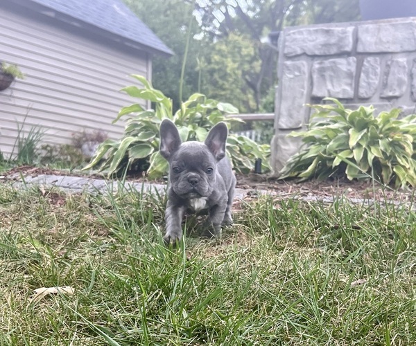 Medium Photo #6 French Bulldog Puppy For Sale in MILLVILLE, MN, USA