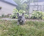 Small #5 French Bulldog