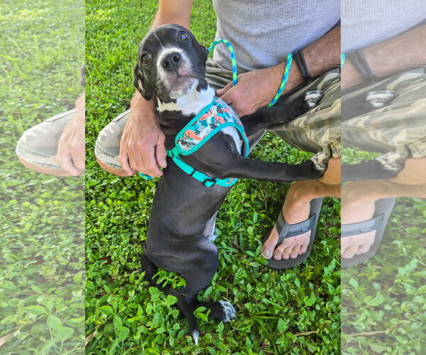 Medium Photo #2 American Pit Bull Terrier-American Staffordshire Terrier Mix Puppy For Sale in Lighthouse Point, FL, USA