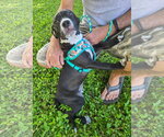 Small #1 American Pit Bull Terrier-American Staffordshire Terrier Mix