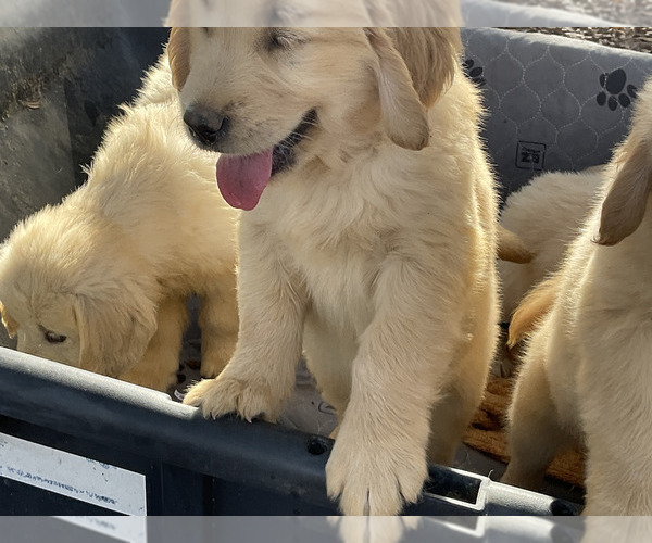 Medium Photo #15 Golden Retriever Puppy For Sale in CAMILLA, GA, USA